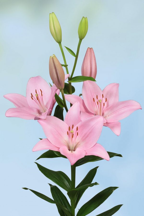 Beautiful pink lily in bloom