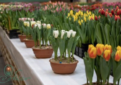 Tulip Trade Event 2021