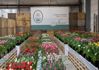 TULIP TRADE EVENT 2021