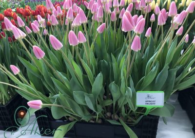 TULIP TRADE EVENT 2021