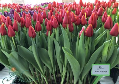 TULIP TRADE EVENT 2021