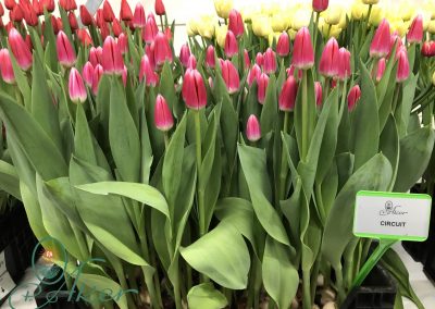 TULIP TRADE EVENT 2021