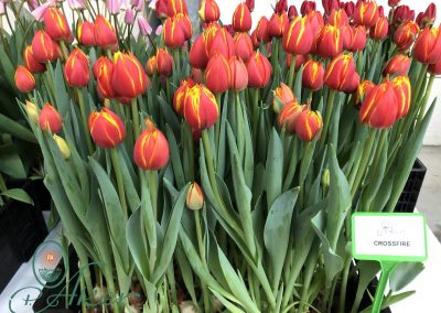 TULIP TRADE EVENT 2021