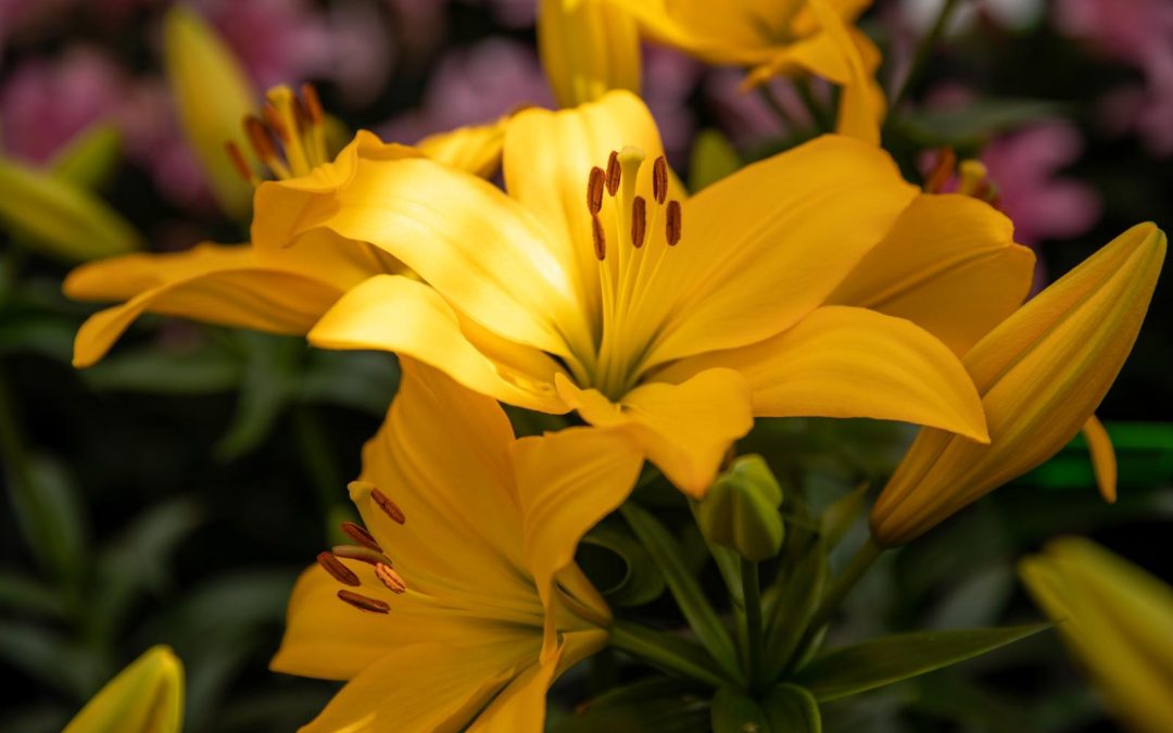 Dutch lily Days 2021