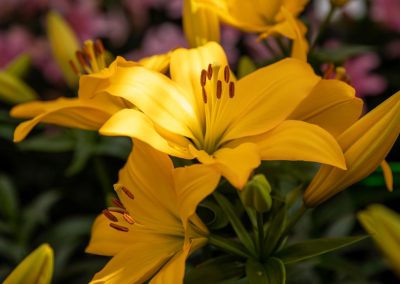 Dutch lily Days 2021