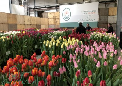 TULIP TRADE EVENT 2021