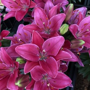 Beautiful red flowering lilies