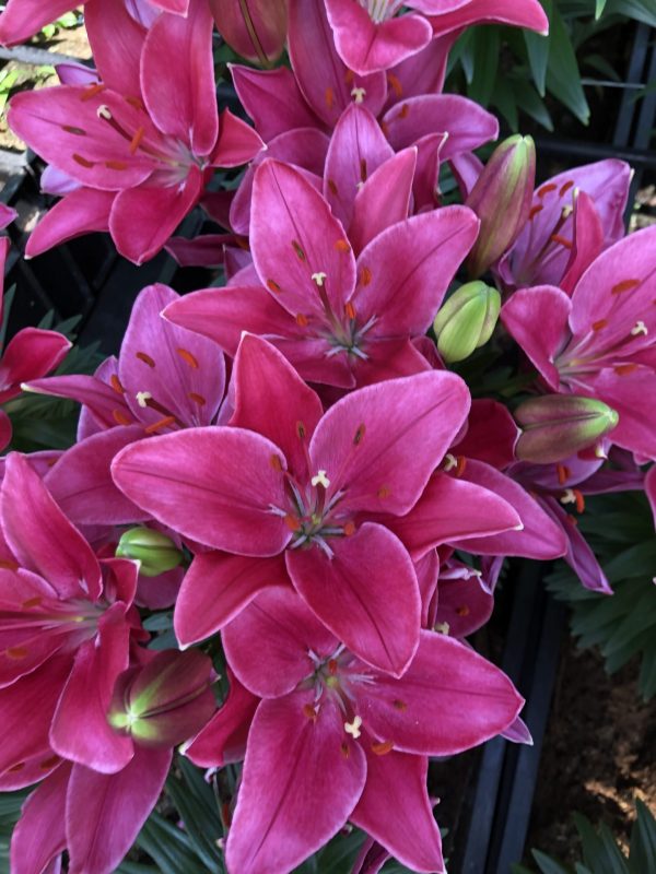 Beautiful red flowering lilies