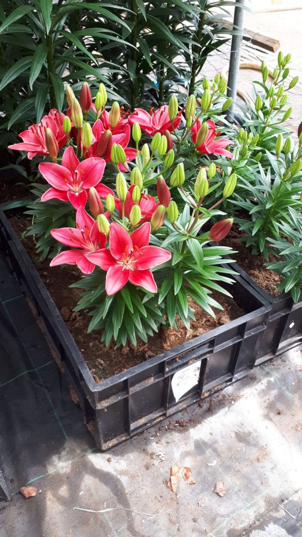 Crate with pink potlilies starting to bloom