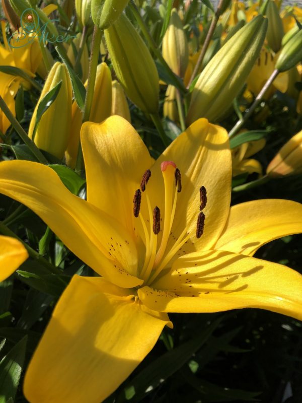 Big yellow lilly the Yellow Diamond