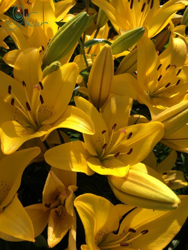 Group of the yellow lily Yellow Diamond