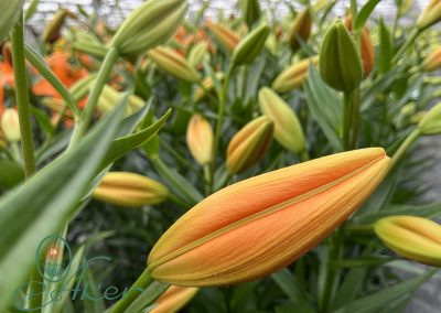 Dutch Lily Days 2022