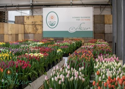 TULIP TRADE EVENT 2021