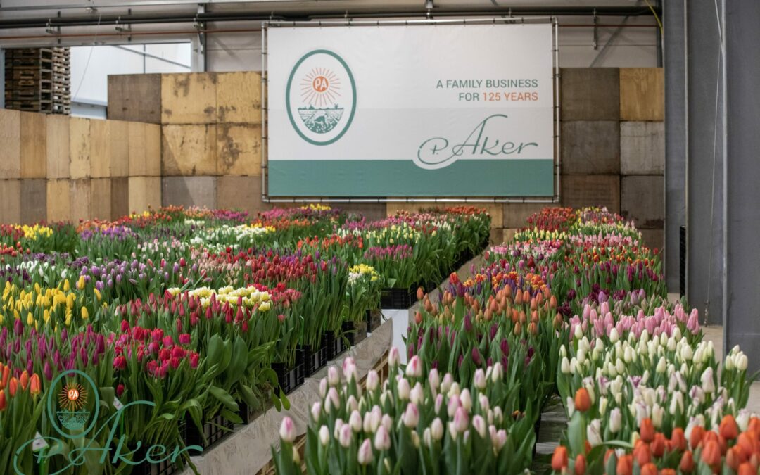 Tulip Trade Event 2021