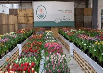 TULIP TRADE EVENT 2021