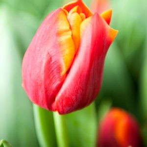 Close up with red/yellow tulip