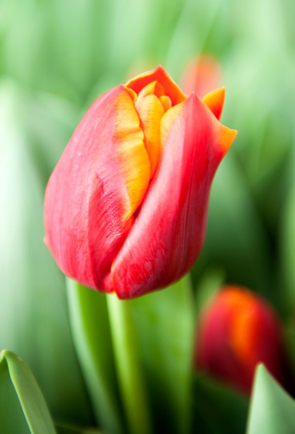 Close up with red/yellow tulip