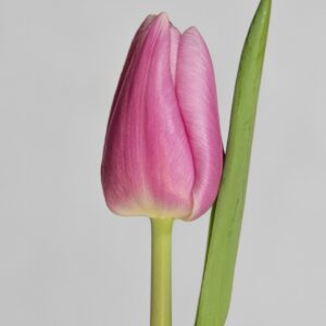 Single pink tulip Argos