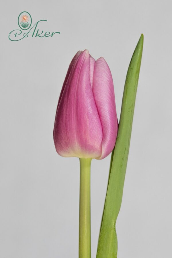 Single pink tulip Argos