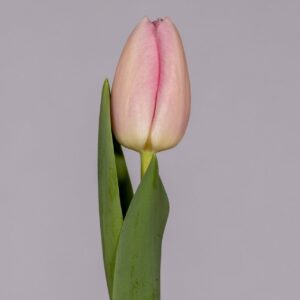 Single pink tulip