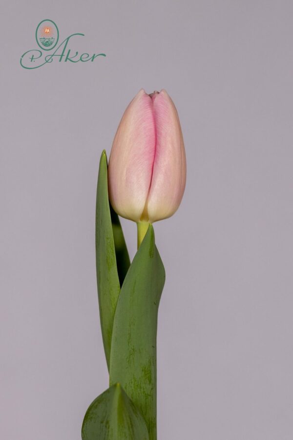 Single pink tulip