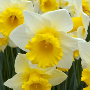White and yellow daffodill field