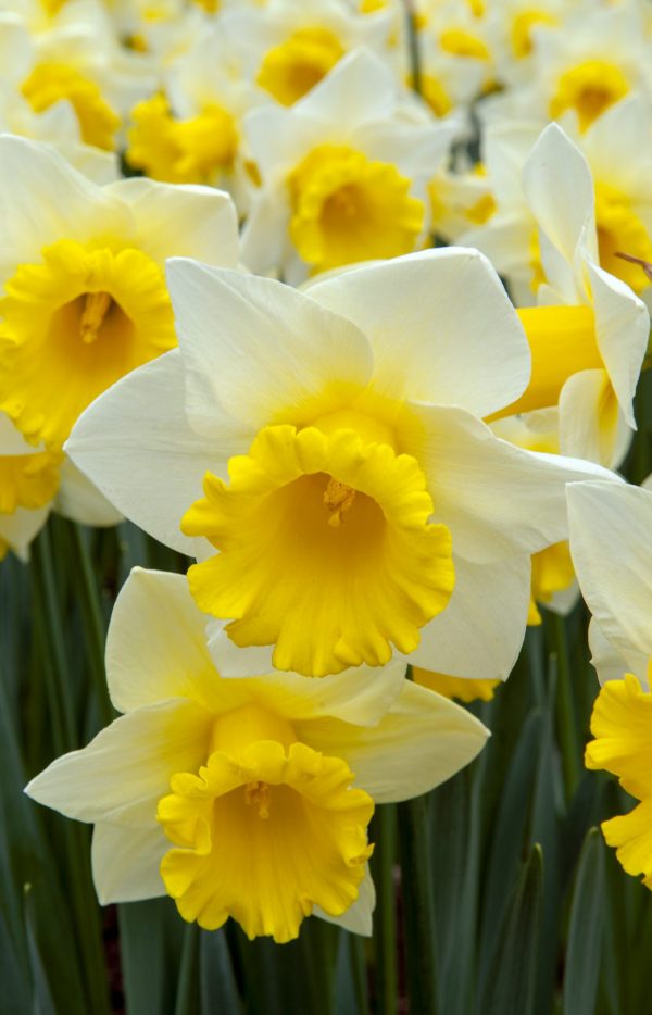 White and yellow daffodill field