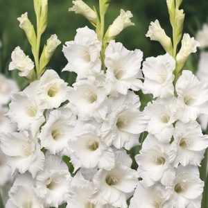 Group of white gladioli