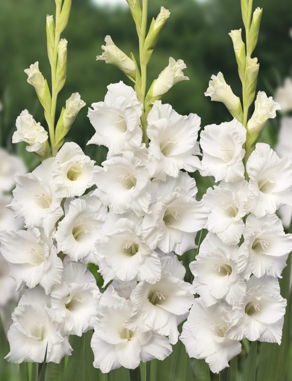 Group of white gladioli