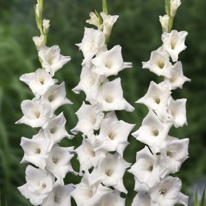 4 White gladioli
