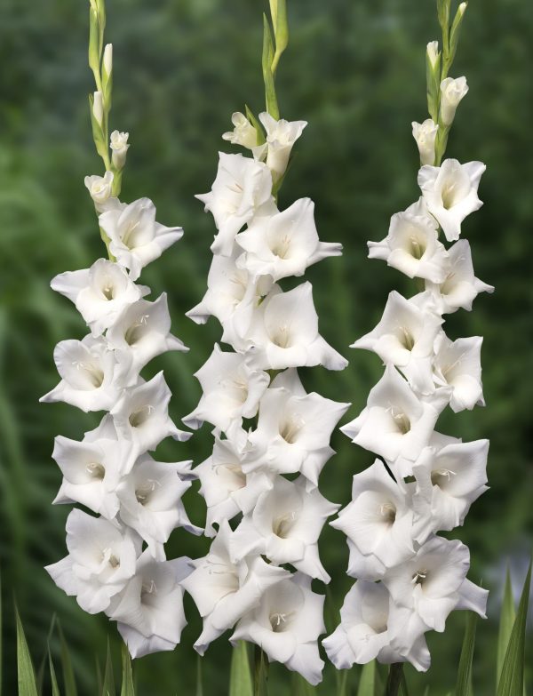 4 White gladioli