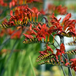 Red flowering Crocosmia