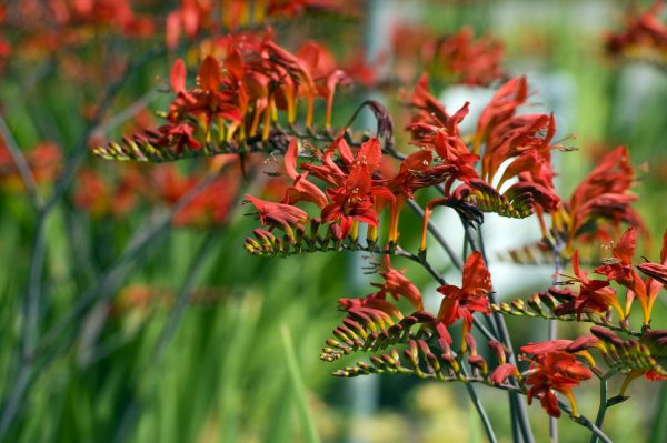 Red flowering Crocosmia