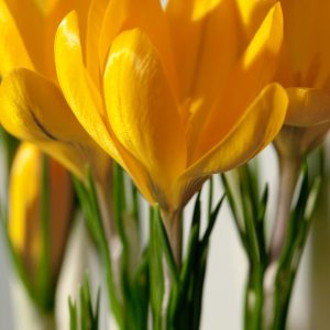 Close up Yellow Crocus Golden Yellow