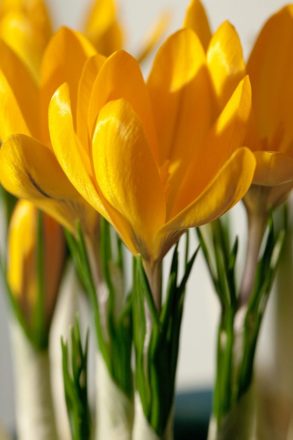 Close up Yellow Crocus Golden Yellow