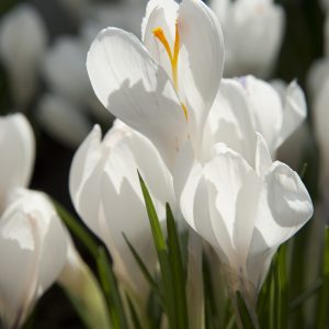 Close up with white crocus named Jeanne d'Arc