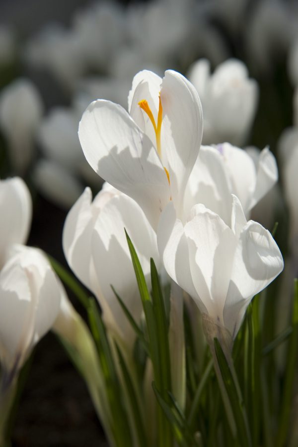 Close up with white crocus named Jeanne d'Arc