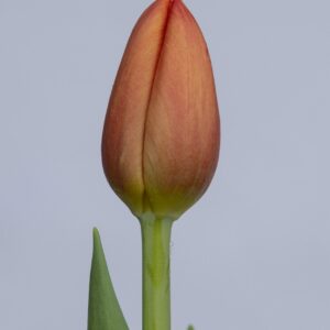 Single orange tulip Delta Storm