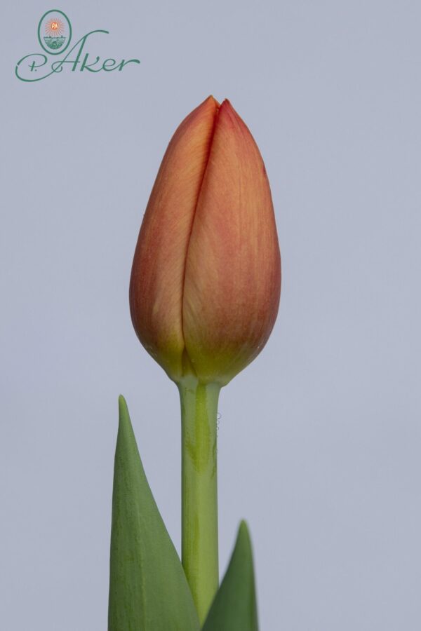 Single orange tulip Delta Storm