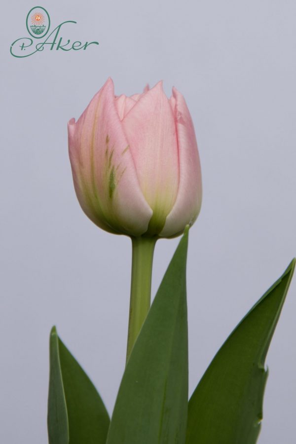 Single pink tulip Dreamer