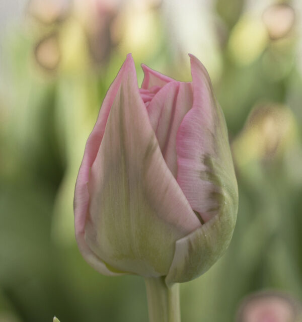 Single pink tulip Dreamer