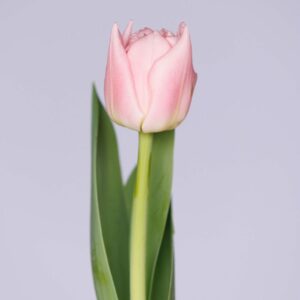 Single pink tulip