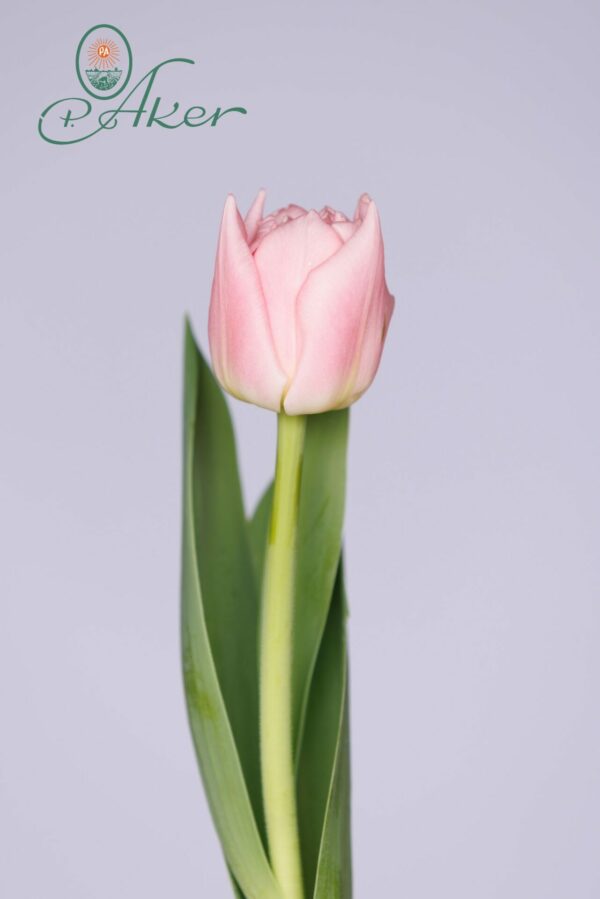 Single pink tulip