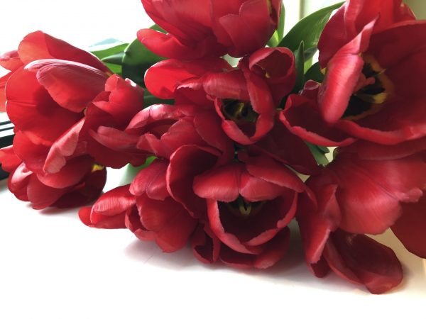 Bunch of red tulips