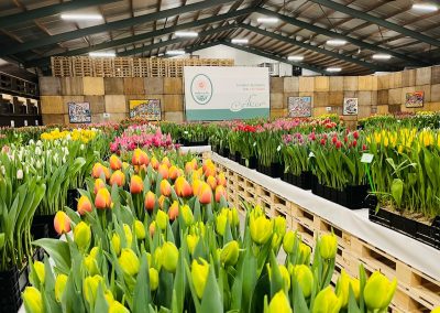 Tulip Trade Event 2022