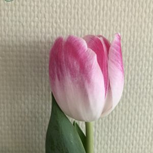 Single pink tulip