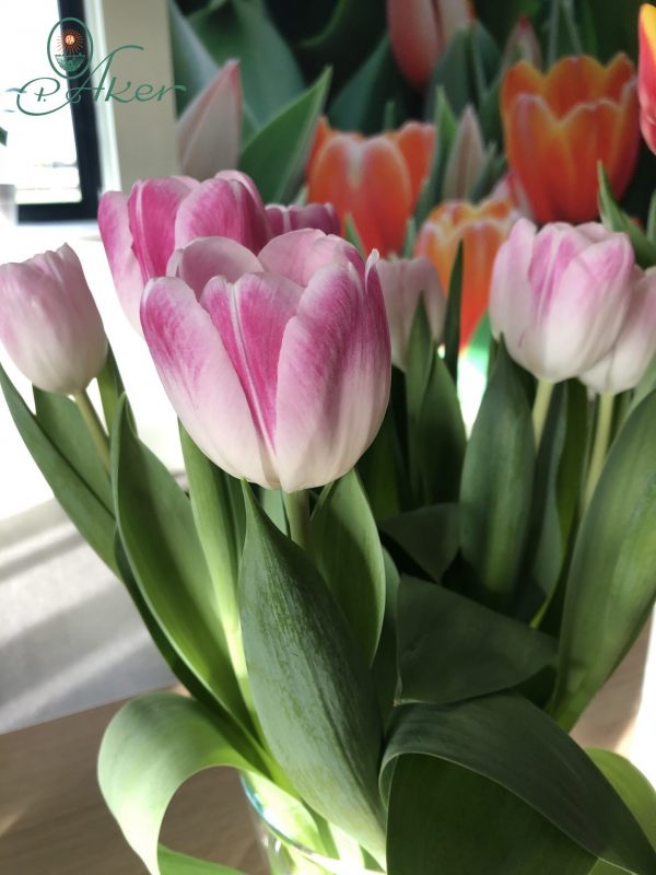 Vase of pink tulips