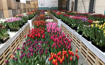 Tulip Trade Event Jubilee 2021