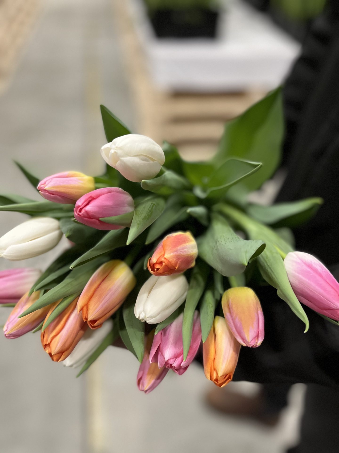 Closeup of a mixed bunch of tulips