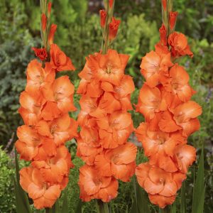 3 Orange gladiolus named Lucifer
